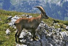 Alpine ibex becoming more nocturnal as temperatures rise