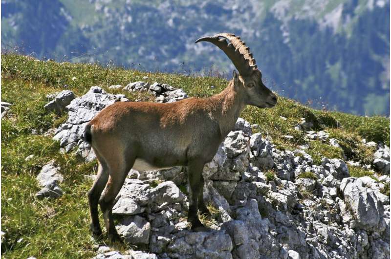 Alpine ibex becoming more nocturnal as temperatures rise