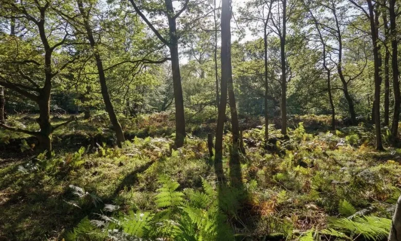 Epping Forest worth £1.9bn to society over 50 years - report