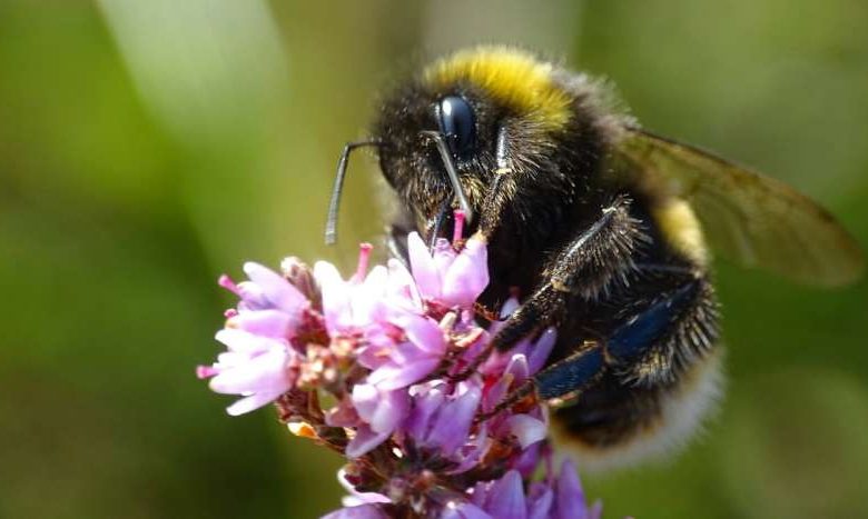 Silent fields- A cocktail of pesticides is stunting bumblebee colonies across Europe