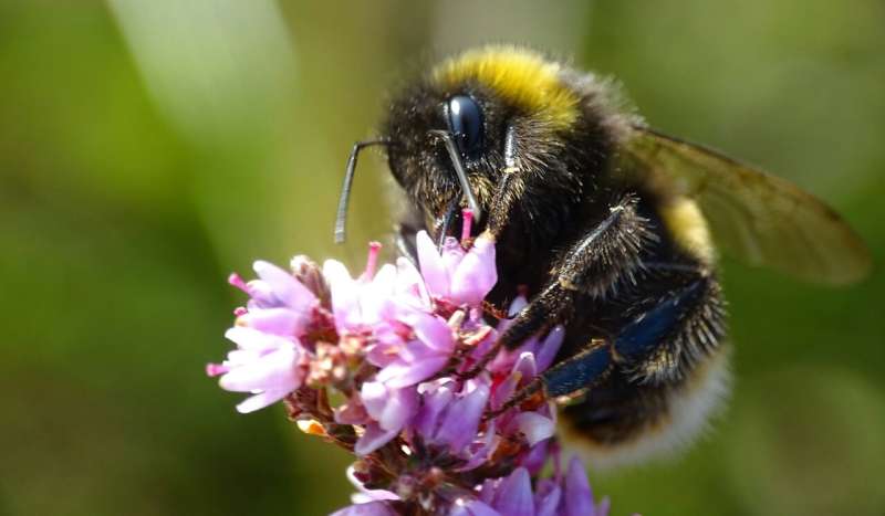 Silent fields- A cocktail of pesticides is stunting bumblebee colonies across Europe