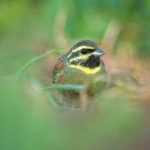 Study finds relocated songbirds can successfully learn the diversity of songs they need to survive