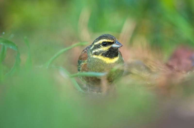 Study finds relocated songbirds can successfully learn the diversity of songs they need to survive