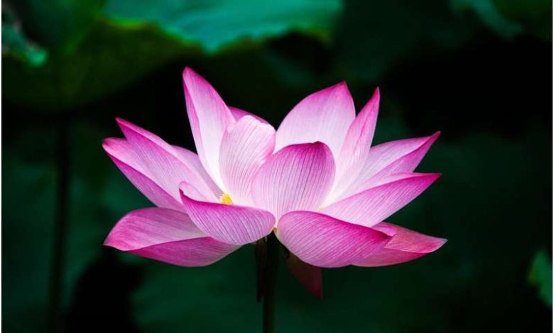 Study reveals genes regulating lotus flowering