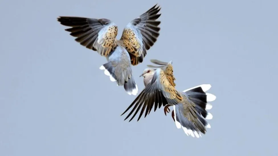 Wicken Fen nature reserve in bid to boost turtle doves